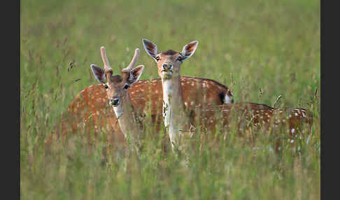 Damwild (Dama dama)