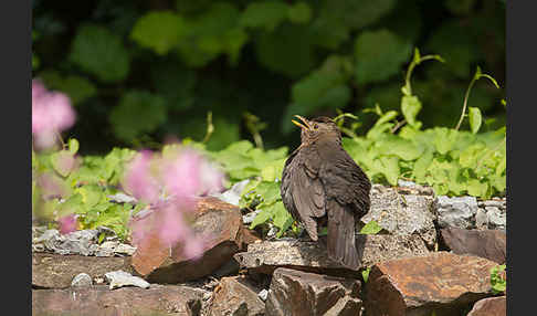 Amsel (Turdus merula)