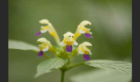 Bunter Hohlzahn (Galeopsis speciosa)