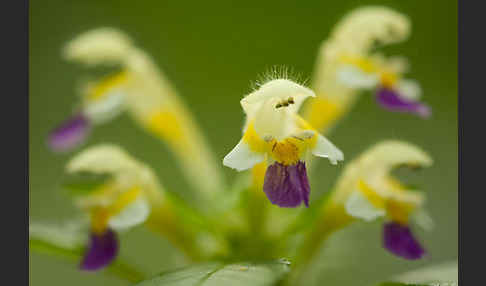 Bunter Hohlzahn (Galeopsis speciosa)