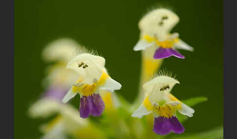 Bunter Hohlzahn (Galeopsis speciosa)