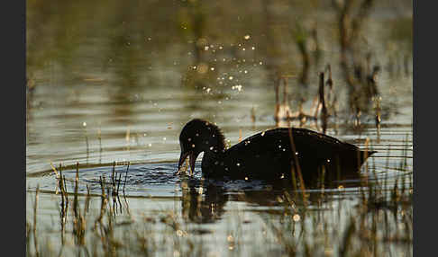 Blessralle (Fulica atra)