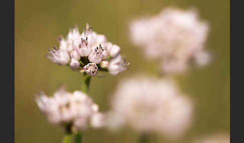 Berg-Lauch (Allium senescens)