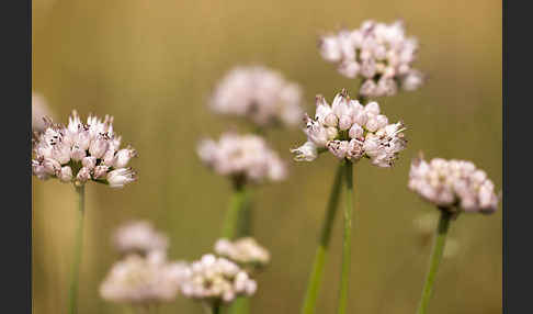 Berg-Lauch (Allium senescens)