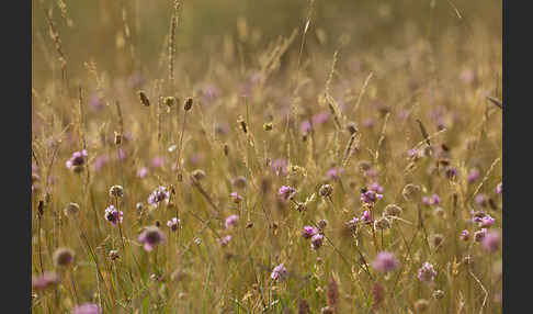 Bottendorfer Grasnelke (Armeria marittima var. Bottendorfensis)
