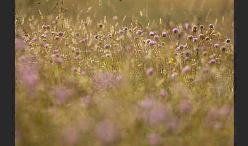 Bottendorfer Grasnelke (Armeria marittima var. Bottendorfensis)