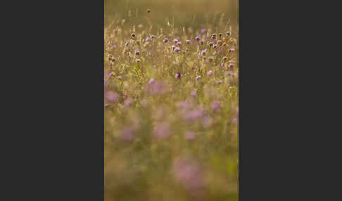 Bottendorfer Grasnelke (Armeria marittima var. Bottendorfensis)