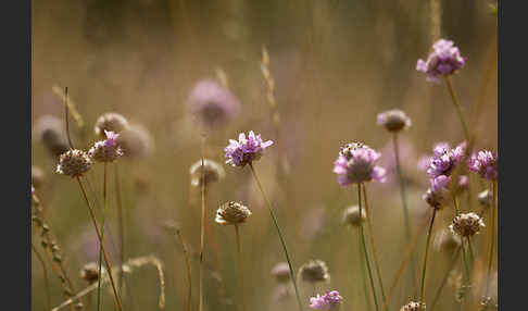 Bottendorfer Grasnelke (Armeria marittima var. Bottendorfensis)