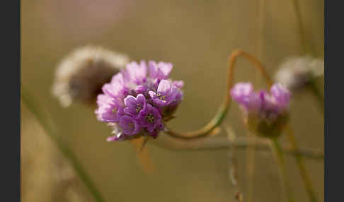 Bottendorfer Grasnelke (Armeria marittima var. Bottendorfensis)