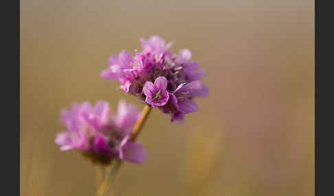 Bottendorfer Grasnelke (Armeria marittima var. Bottendorfensis)