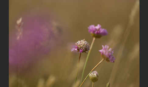 Bottendorfer Grasnelke (Armeria marittima var. Bottendorfensis)