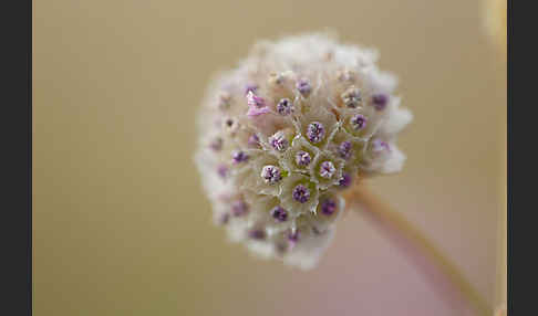 Bottendorfer Grasnelke (Armeria marittima var. Bottendorfensis)