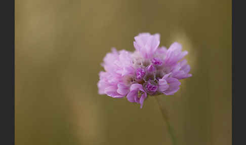 Bottendorfer Grasnelke (Armeria marittima var. Bottendorfensis)