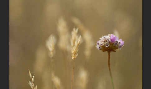 Bottendorfer Grasnelke (Armeria marittima var. Bottendorfensis)