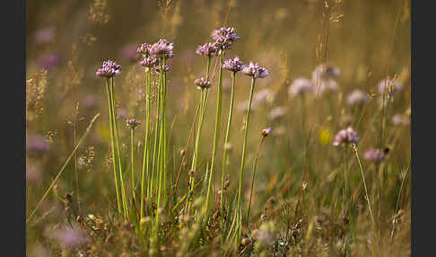 Berg-Lauch (Allium senescens)