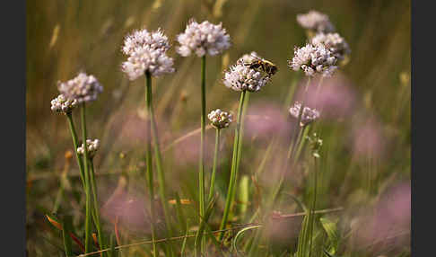 Berg-Lauch (Allium senescens)