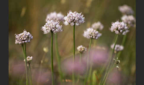 Berg-Lauch (Allium senescens)