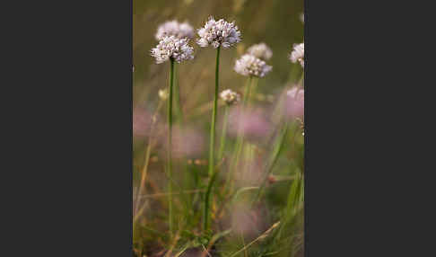 Berg-Lauch (Allium senescens)