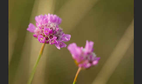 Bottendorfer Grasnelke (Armeria marittima var. Bottendorfensis)