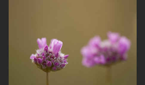 Bottendorfer Grasnelke (Armeria marittima var. Bottendorfensis)