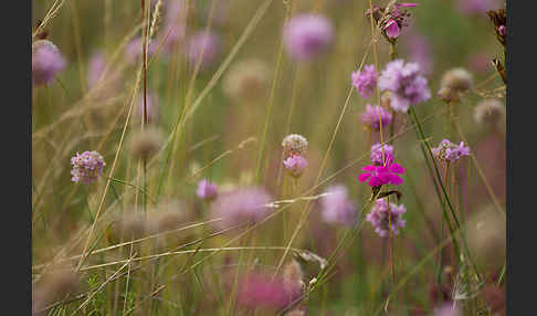 Bottendorfer Grasnelke (Armeria marittima var. Bottendorfensis)