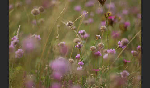 Bottendorfer Grasnelke (Armeria marittima var. Bottendorfensis)