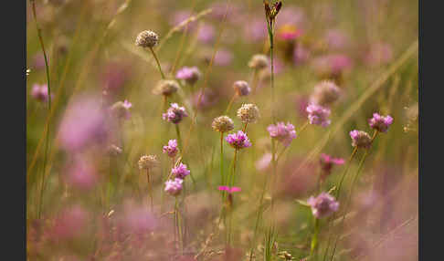 Bottendorfer Grasnelke (Armeria marittima var. Bottendorfensis)