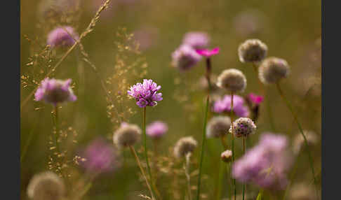 Bottendorfer Grasnelke (Armeria marittima var. Bottendorfensis)