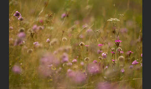 Bottendorfer Grasnelke (Armeria marittima var. Bottendorfensis)