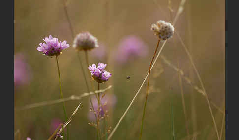 Bottendorfer Grasnelke (Armeria marittima var. Bottendorfensis)