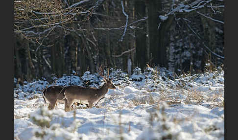 Damwild (Dama dama)