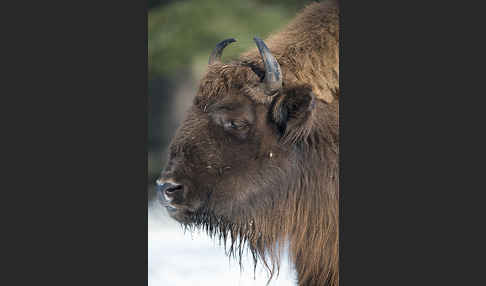 Wisent (Bison bonasus)