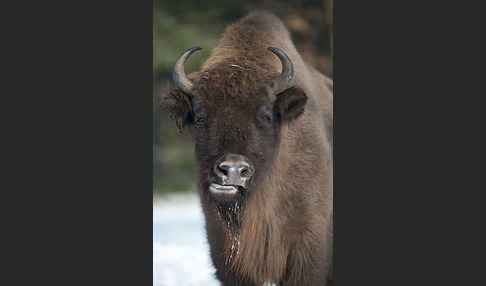 Wisent (Bison bonasus)