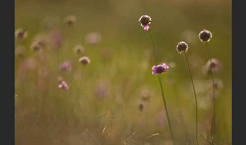 Bottendorfer Grasnelke (Armeria marittima var. Bottendorfensis)