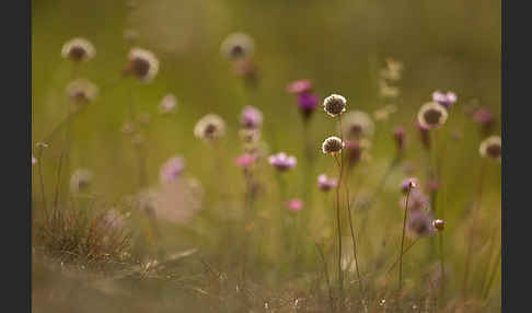 Bottendorfer Grasnelke (Armeria marittima var. Bottendorfensis)