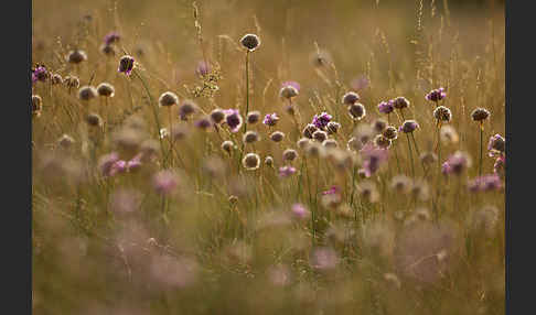 Bottendorfer Grasnelke (Armeria marittima var. Bottendorfensis)