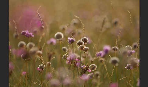 Bottendorfer Grasnelke (Armeria marittima var. Bottendorfensis)