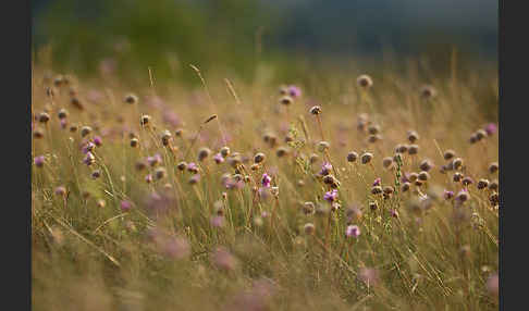 Bottendorfer Grasnelke (Armeria marittima var. Bottendorfensis)