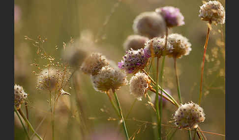 Bottendorfer Grasnelke (Armeria marittima var. Bottendorfensis)