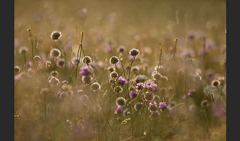 Bottendorfer Grasnelke (Armeria marittima var. Bottendorfensis)