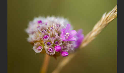 Bottendorfer Grasnelke (Armeria marittima var. Bottendorfensis)