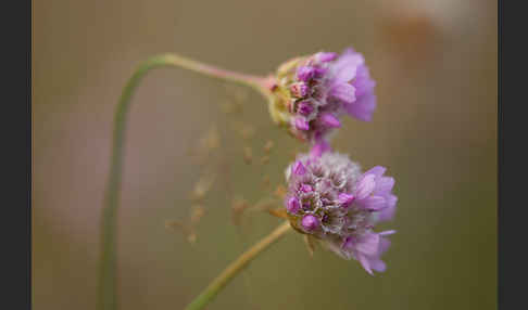 Bottendorfer Grasnelke (Armeria marittima var. Bottendorfensis)