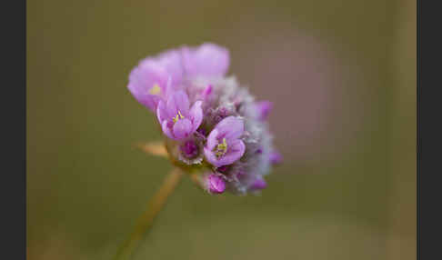 Bottendorfer Grasnelke (Armeria marittima var. Bottendorfensis)