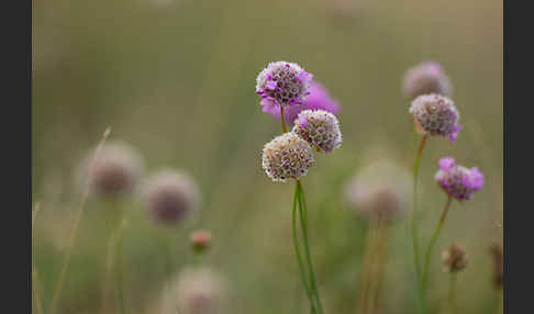 Bottendorfer Grasnelke (Armeria marittima var. Bottendorfensis)