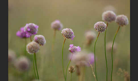 Bottendorfer Grasnelke (Armeria marittima var. Bottendorfensis)