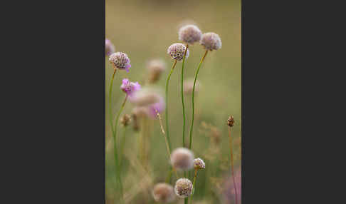 Bottendorfer Grasnelke (Armeria marittima var. Bottendorfensis)