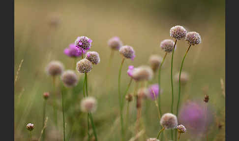 Bottendorfer Grasnelke (Armeria marittima var. Bottendorfensis)