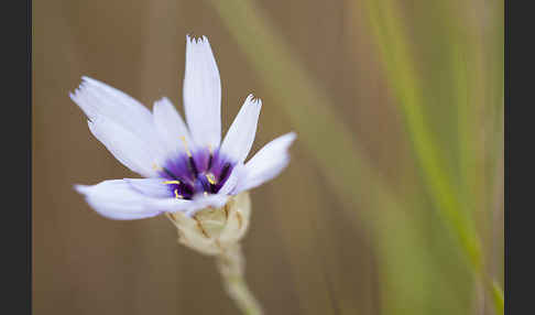 Blaue Rasselblume (Catananche caerulea)