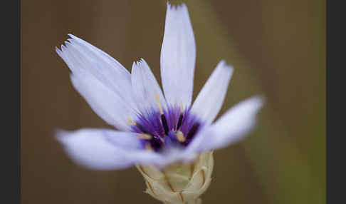 Blaue Rasselblume (Catananche caerulea)