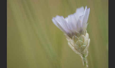 Blaue Rasselblume (Catananche caerulea)